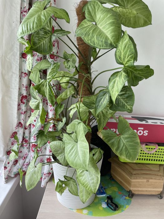 Сінгоніум рослина ампельна