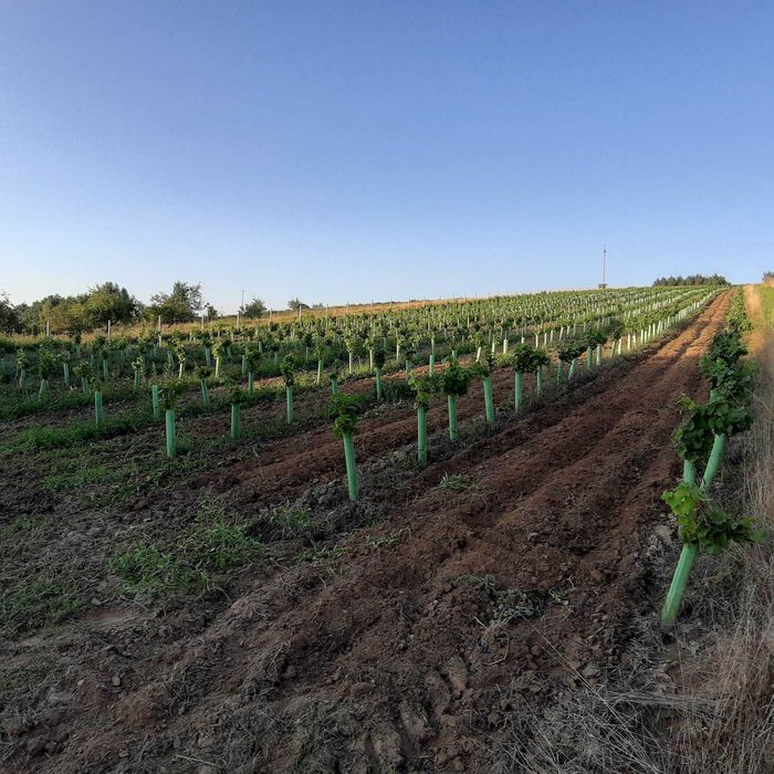 Osłonki ochronne na drzewka wysokość 70cm