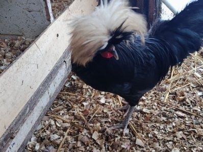 Sprzedam koguta czubatki Holenderskiej