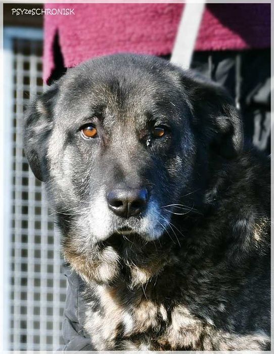 Haps – wielkopies z charakterem – lubi ludzi, potrzebuje przestrzeni