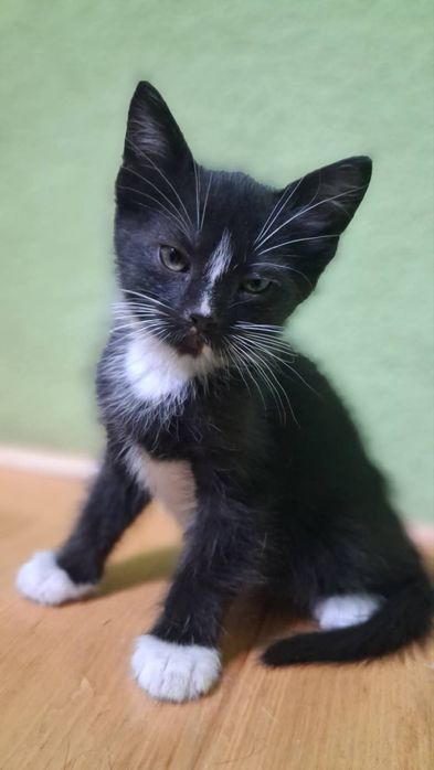 Кошенята в добрі ручки