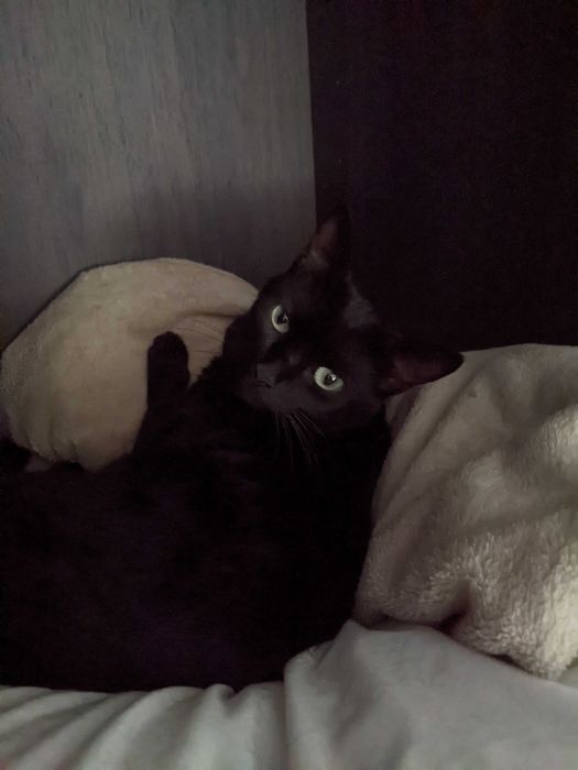 Inseparable 6-year-old pair looking for a loving home with a garden