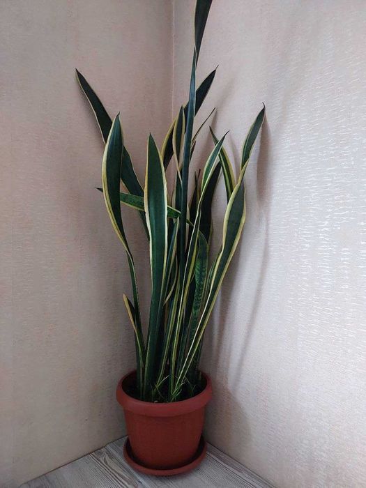 Сансевієрія Лауренті