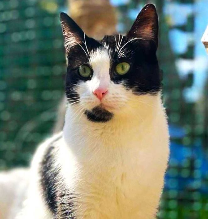 Balbinka szuka  domku