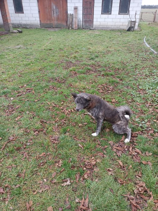 Oddam za darmo Akitę