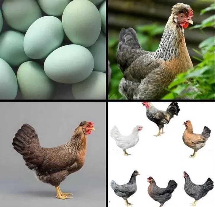 kury 25 kwiecień greenschell zielone jajka