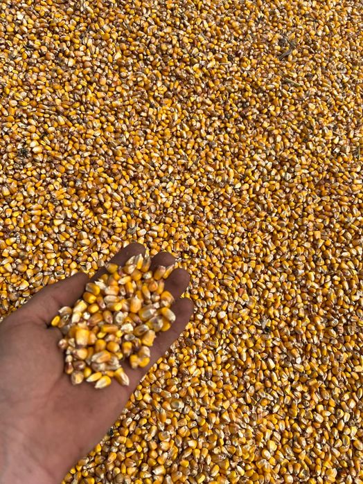 Продам кукурудзу