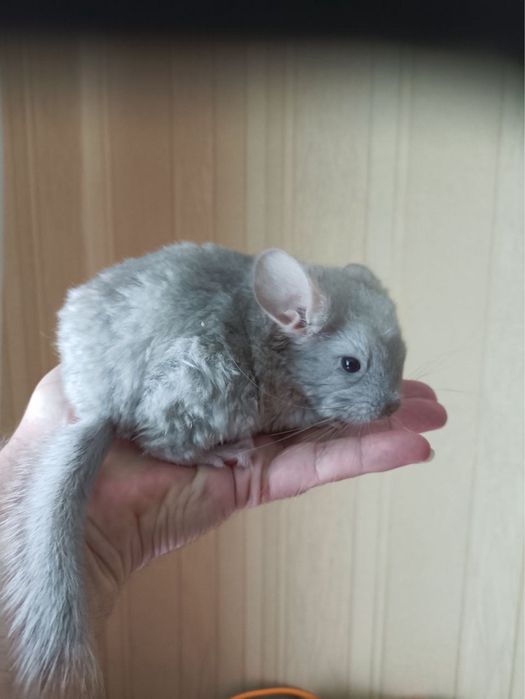 Гризун пухнастий