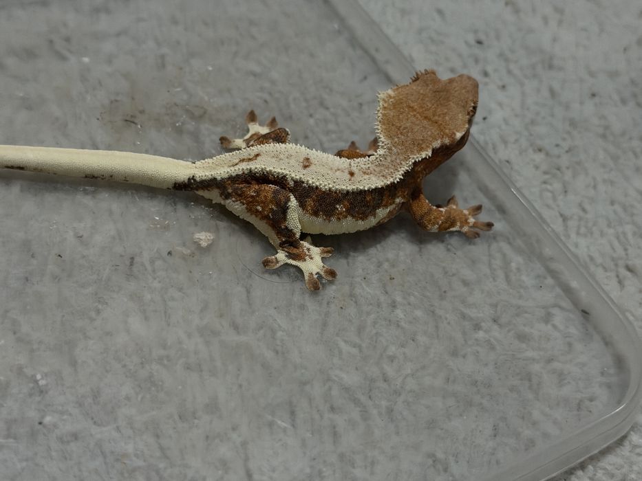 Gekon orzęsiony samica