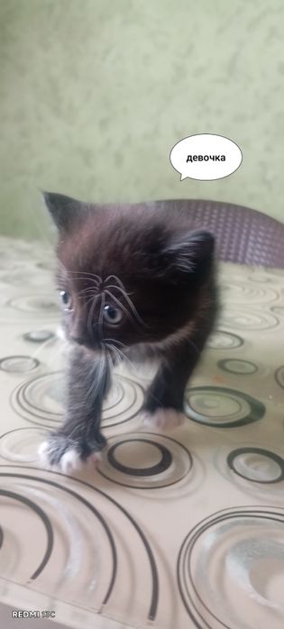 Отдам котят бесплатно
