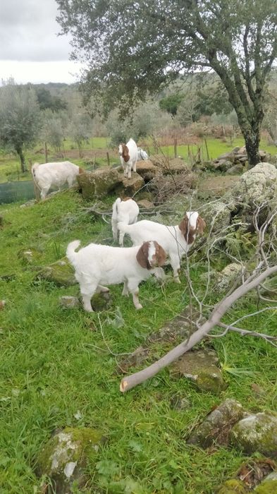 Vendo chibos machos boer