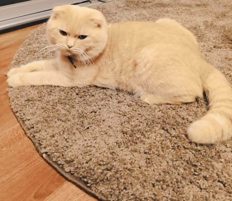 В'язка висловухого кота