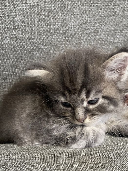 Котята скотишь двор)