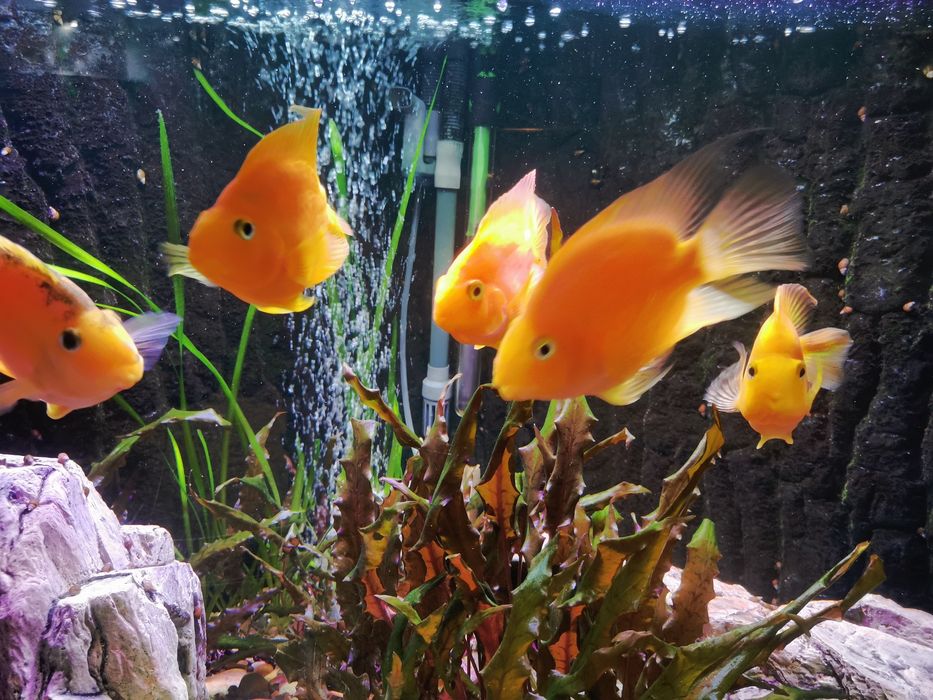 Рибка акваріумна папуга