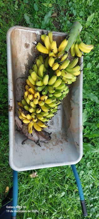 Bananeiras da Madeira