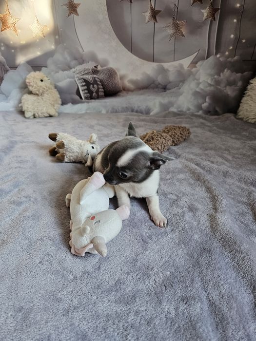 **Piesek niebieski z białym chihuahua**