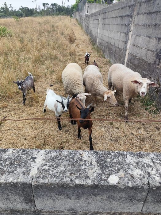Cabras anãs meigas