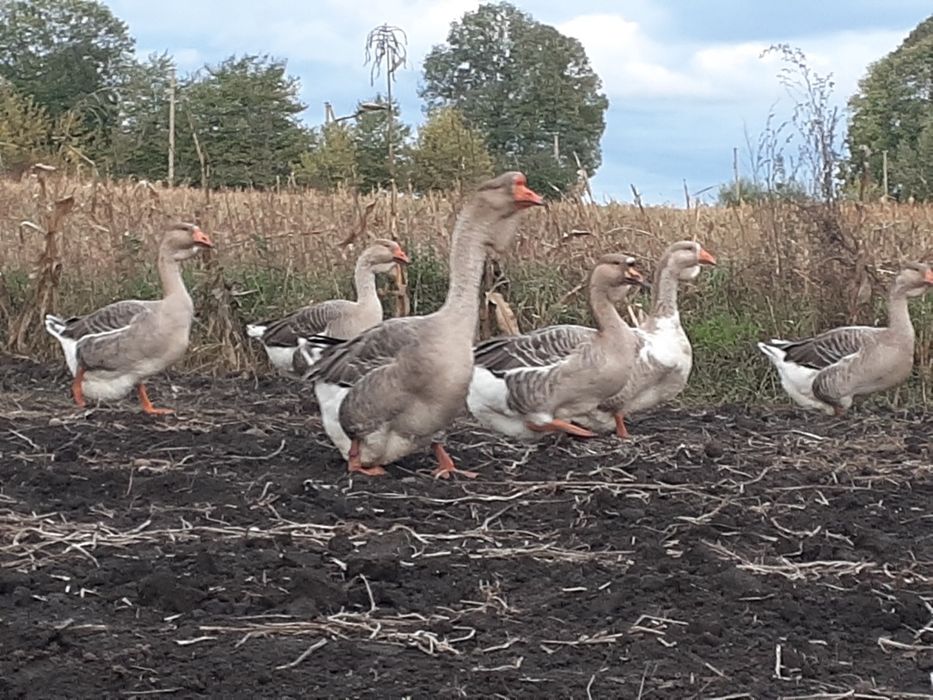 Продам гусей холмогорів