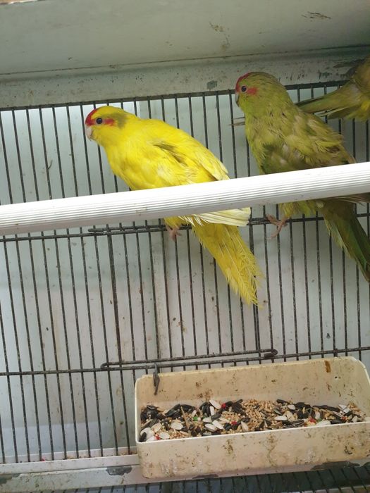 Karakakis lindissimos