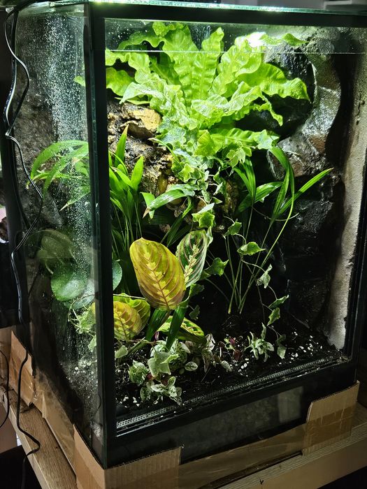 Terrarium tropikalne 40x40x60