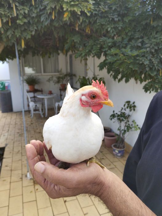 mini serama em breve disponiveis