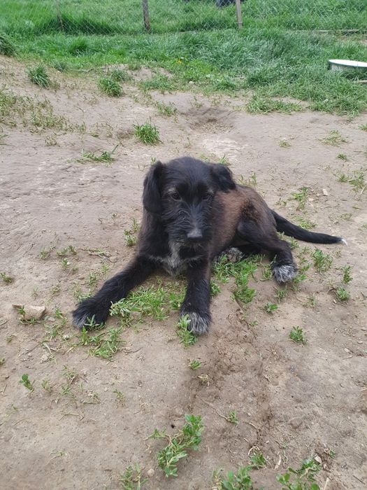 Подарую чудових щенят