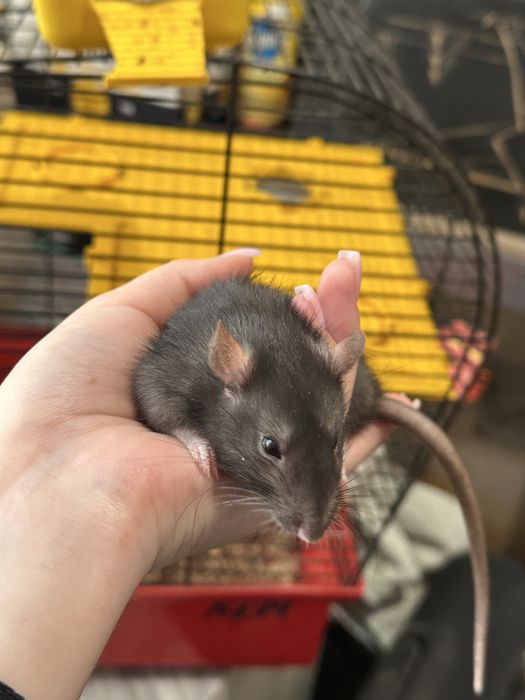 Гризуни, мишка, криса, щурик