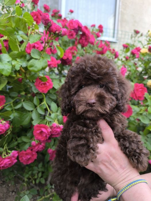 Дівчата і хлопчик чекає на Вас