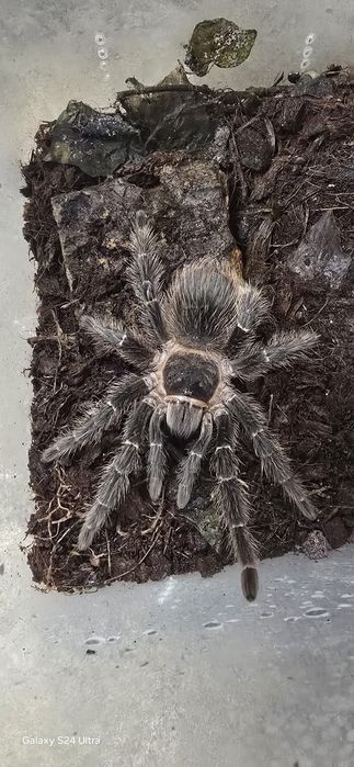 Lasiodora parahybana – samica 6-7 dc
