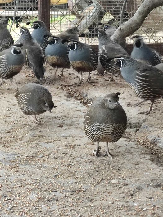 Przepióry Kalifornijskie