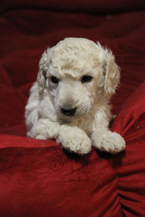 Pudel królewski biały samiec FCI ZKWP