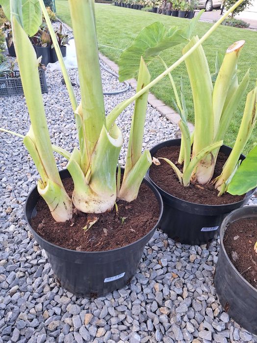 Colocasia eskulenta kolokazja