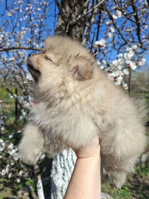 Шпиц,щенки шпиц.