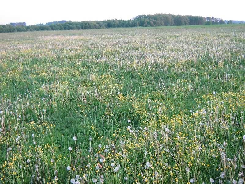 łąki trwałe Bierwicha gmina Sidra 11ha