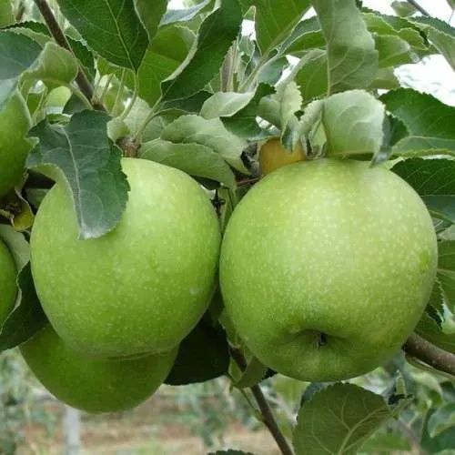 Саджанці яблуні. Опт/роздріб