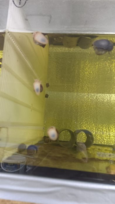 Ампулярії різних розмірів