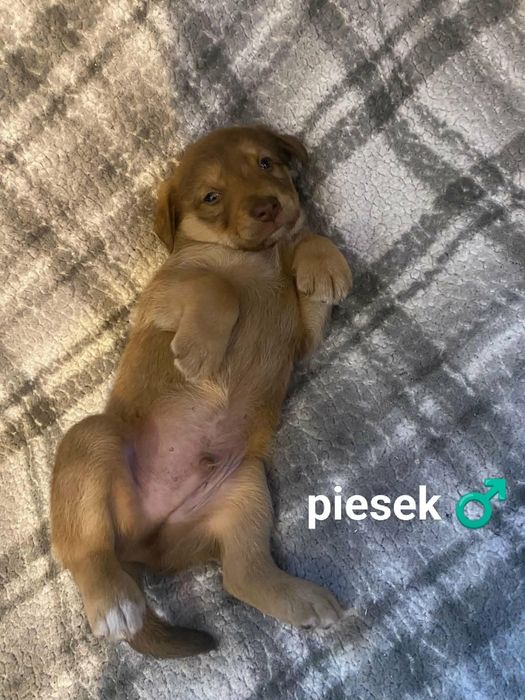 Oddam za darmo urocze szczeniaczki w dobre ręce