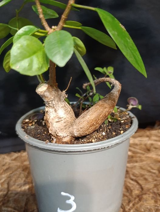 Фікус мікрокарпа Гінсенг (Ficus microcarpa Ginseng)