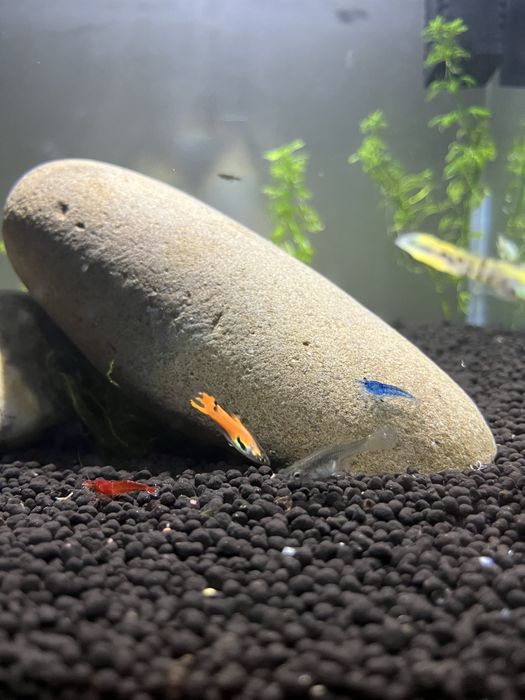 Neocaridinas de linhagem