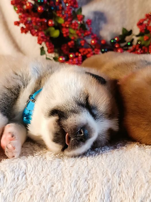 Szczenię Akita Inu FCI