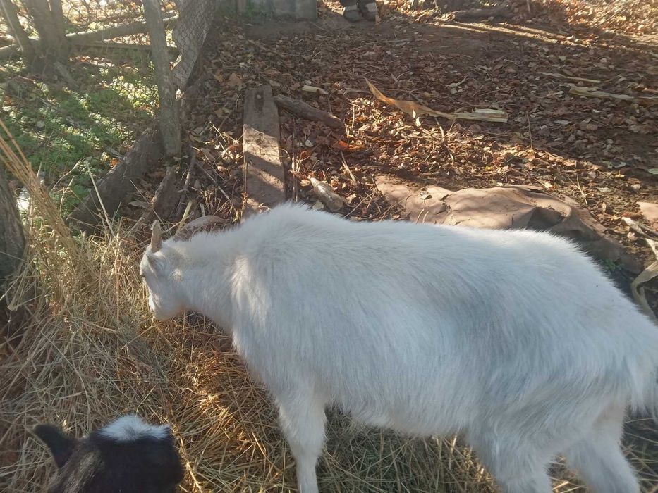 Козы и козлята Ламанча