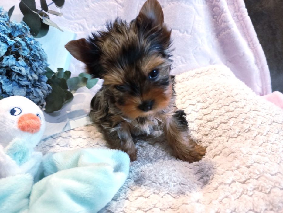 Yorkshire Terrier urocza malutka suczka