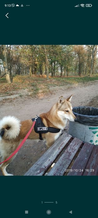 Бесплатно Вязка Западно Сибирская Лайка