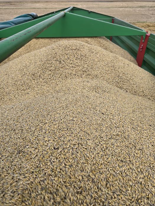 Owies ekologiczny z certyfikatem 300 ton