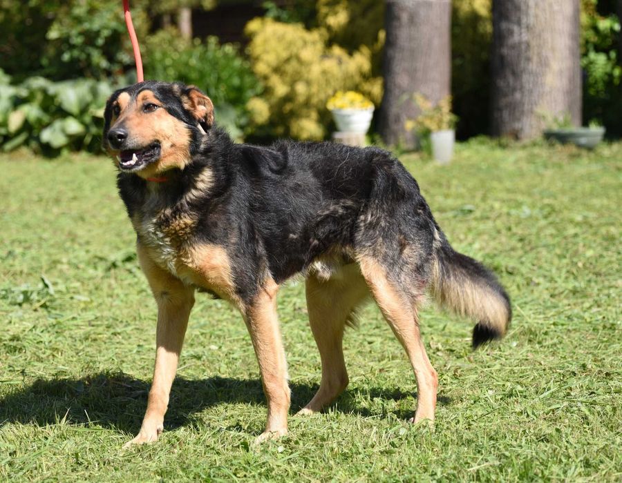 Agrest - łagodny pies do adopcji