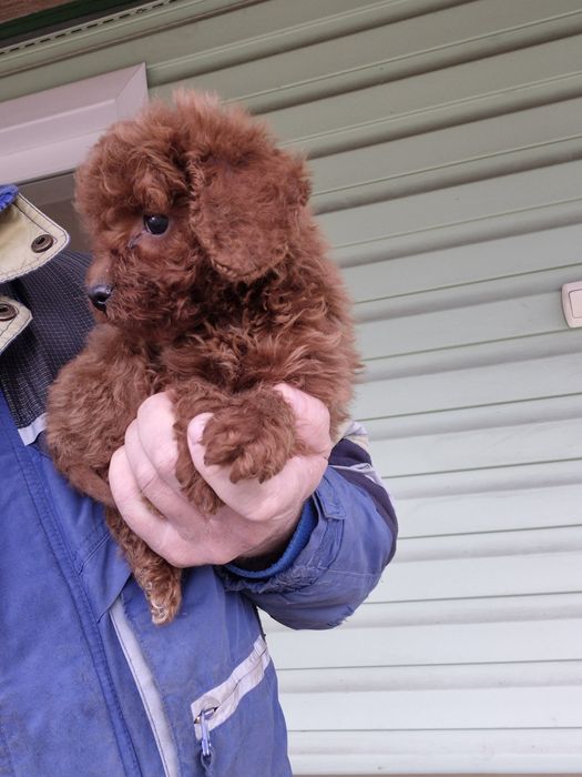 Лапочки пуделяшки