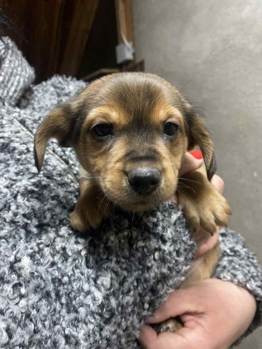 Małe Pieski, Oddam w dobre Ręce