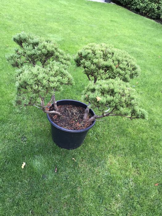 Bonsai Kosodrzewina