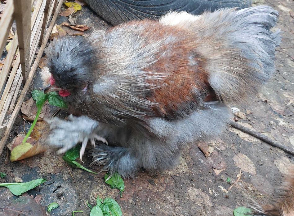 Kogut Kura ozdobne Silka jedwabista i satynowa, Gołoszyjki