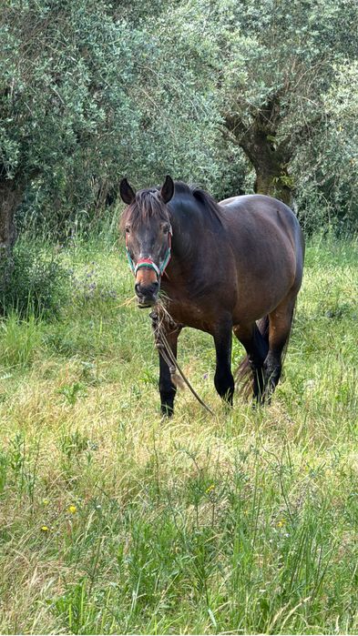 Troco cavalo por poldro